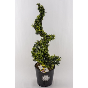 Ilex crenata 'Dark Green' Spiral 90-100cm metal frame