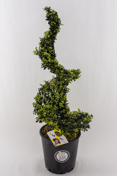 <h4>Ilex crenata 'Dark Green' Spiral 90-100cm metal frame</h4>