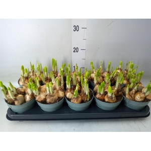 Narcissus  'Tete a tete'