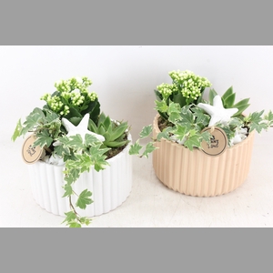 arr2 PL - Ker. pot roma brown/white x4
