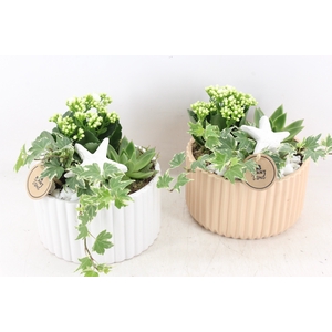 arr2 PL - Ker. pot roma brown/white x4