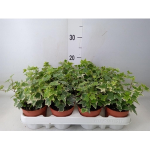 Hedera   ...variegated