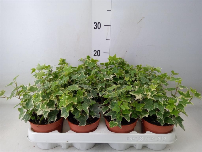 <h4>Hedera   ...variegated</h4>