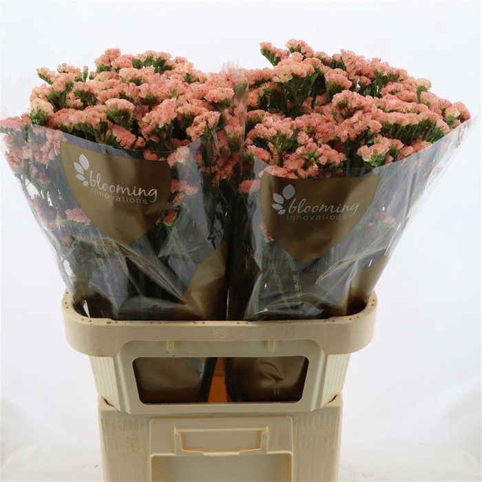 <h4>Statice Peach Wings</h4>