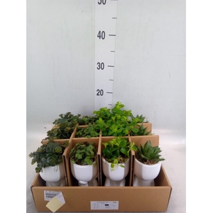 Arr.   Kamerplant Groen L%