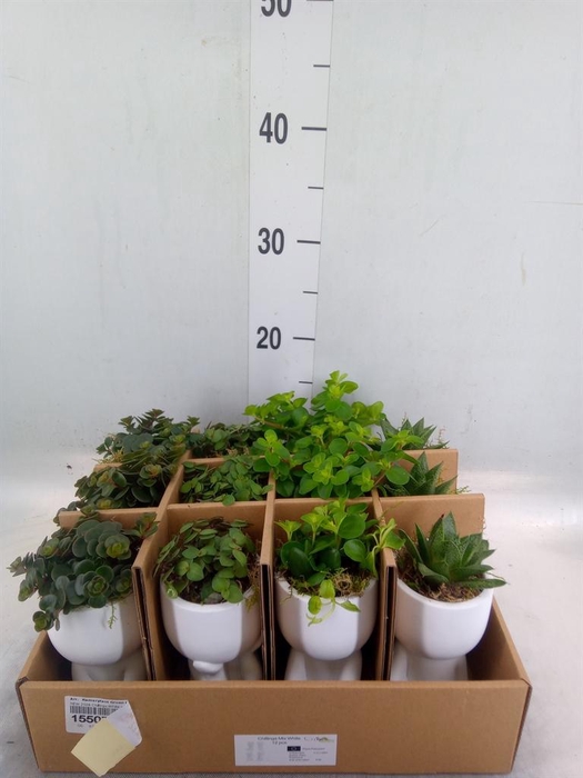 <h4>Arr.   Kamerplant Groen L%</h4>