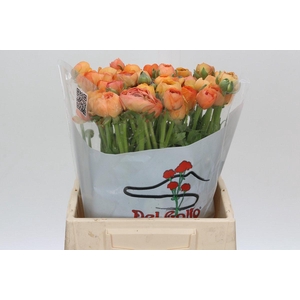 Ranunculus Elegance Salmon