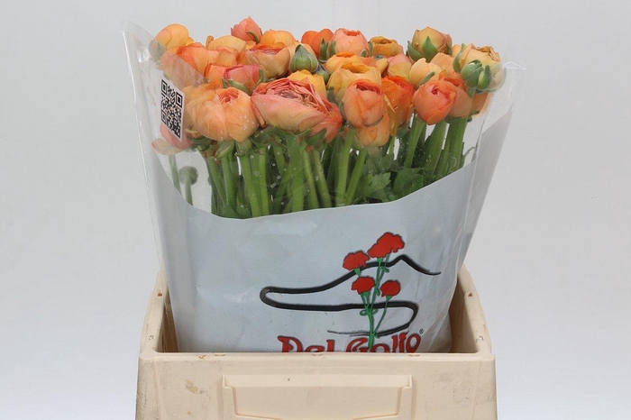 <h4>Ranunculus Elegance Salmon</h4>
