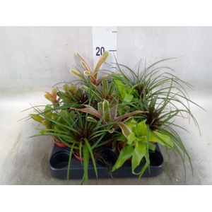 Bromelia   ...mix