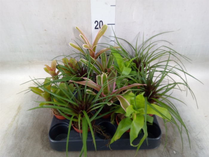 <h4>Bromelia   ...mix</h4>