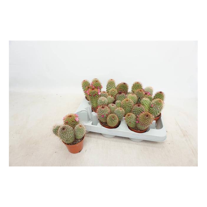 <h4>Mammillaria ernestii (Cites) 8,5Ø 12cm</h4>