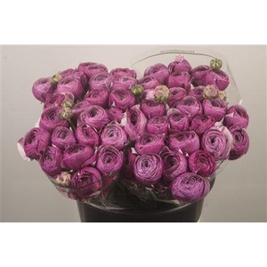 Ran.. Su Renoir Extra