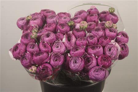 Ran.. Su Renoir Extra