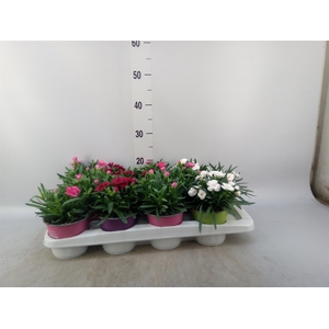 Dianthus   ...mix