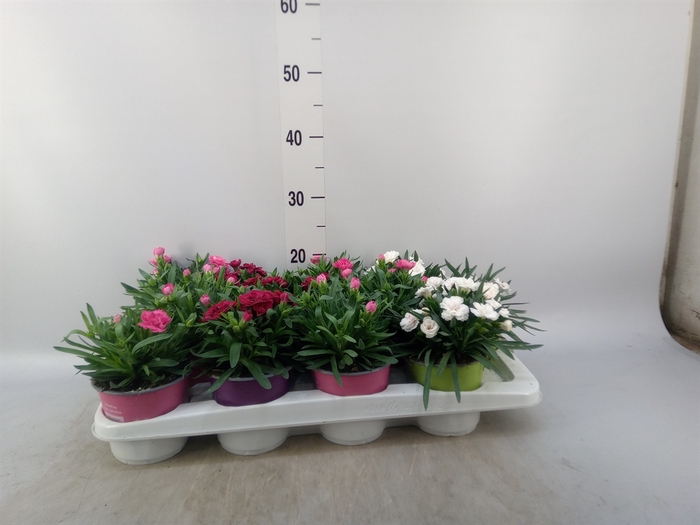 <h4>Dianthus   ...mix</h4>