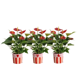 Anthurium 12 cm Success Red in Romee ceramics