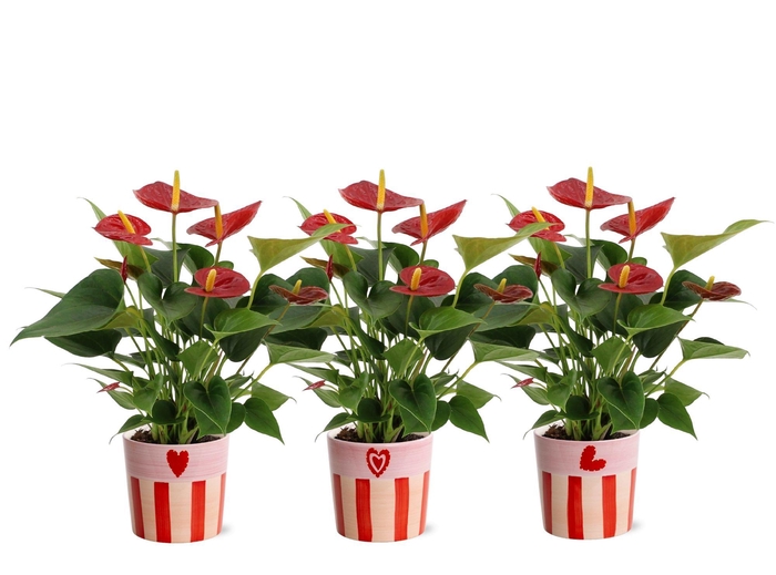<h4>Anthurium 12 cm Success Red in Romee ceramics</h4>