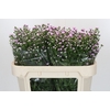 Aster Baby Pink Pearl