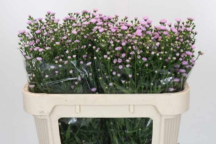 <h4>Aster Baby Pink Pearl</h4>