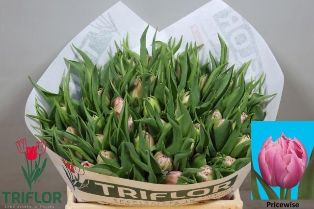 <h4>TU DU PRICEWISE</h4>