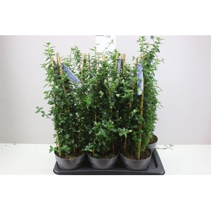 Ceanothus Thyr Var R Piramide