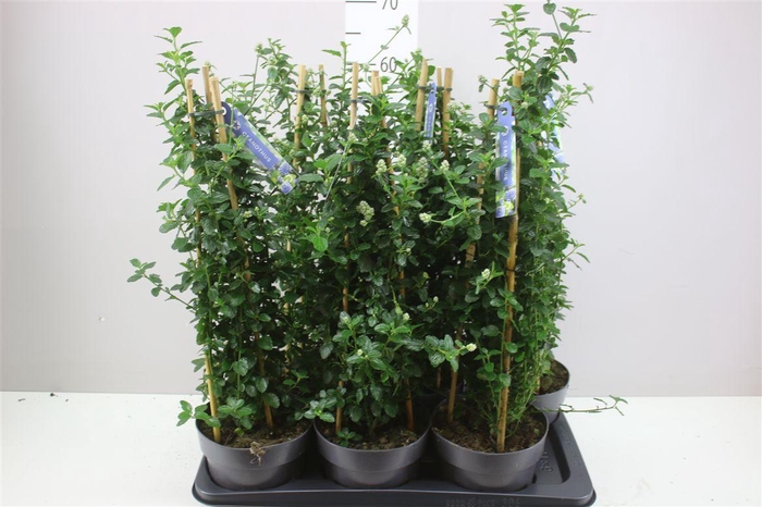 <h4>Ceanothus Thyr Var R Piramide</h4>