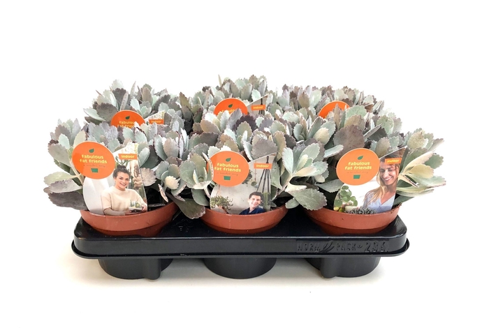 Kalanchoe pumila