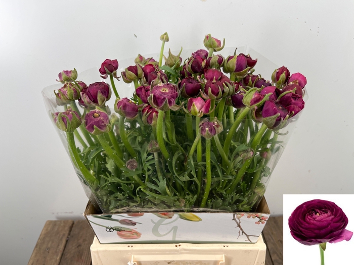 <h4>RAN EL VIOLET</h4>