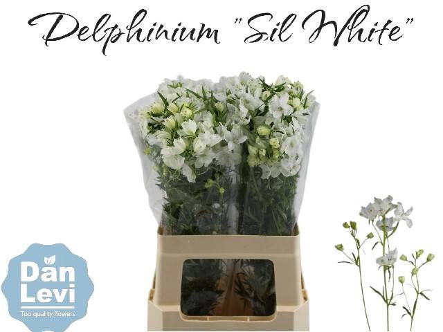 <h4>DELPH EN M SIL WHITE</h4>