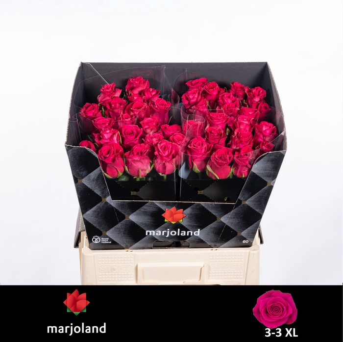 <h4>R Gr Xoch XL Marjoland</h4>