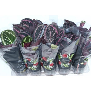 CALATHEA SURPRISE STAR P12