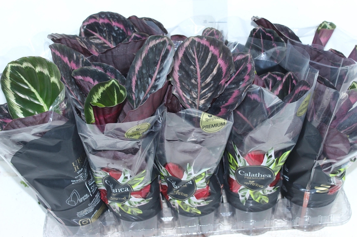 <h4>CALATHEA SURPRISE STAR P12</h4>