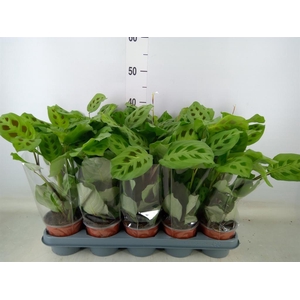 Maranta leuc. 'Kerchoveana'