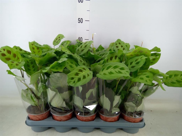 <h4>Maranta leuc. 'Kerchoveana'</h4>