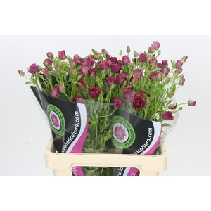 RAN CO MAG CHOCOLATE