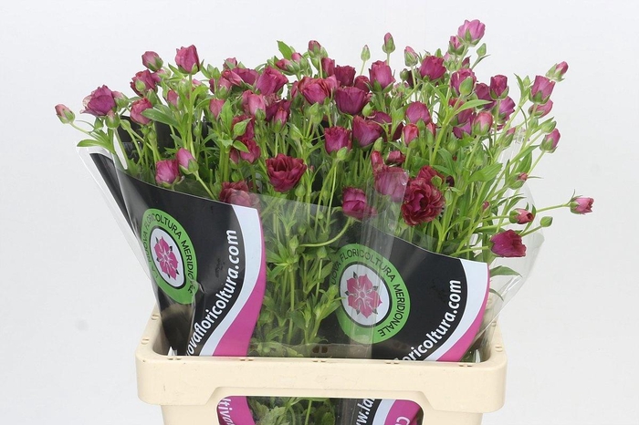 <h4>RAN CO MAG CHOCOLATE</h4>