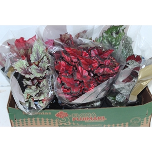 BEGONIA BELEAF P15 PO