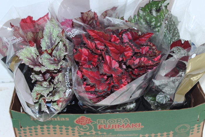 BEGONIA BELEAF P15 PO