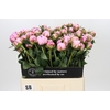 Paeonia Sarah Bernhardt
