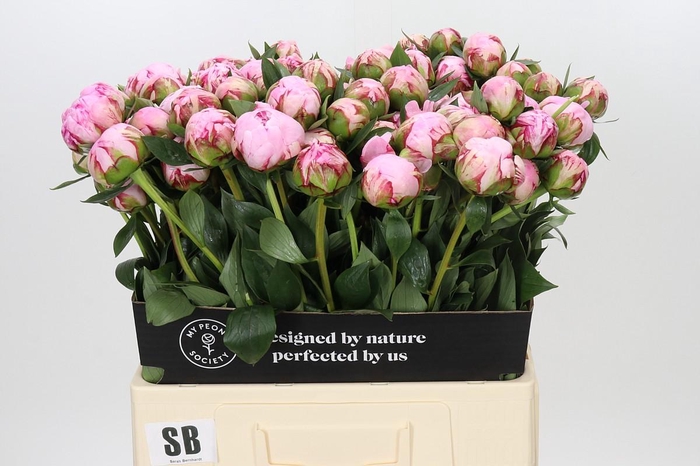 Paeonia Sarah Bernhardt