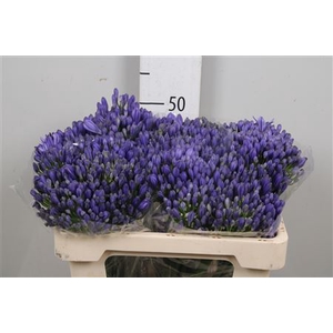 Agap Eyfori Blue