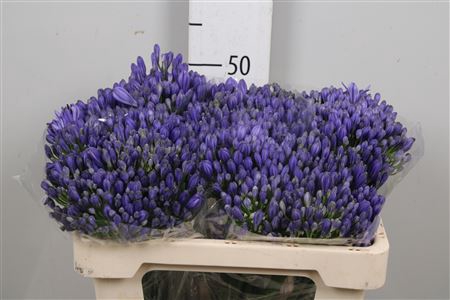 <h4>Agap Eyfori Blue</h4>