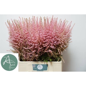 Astilbe erica