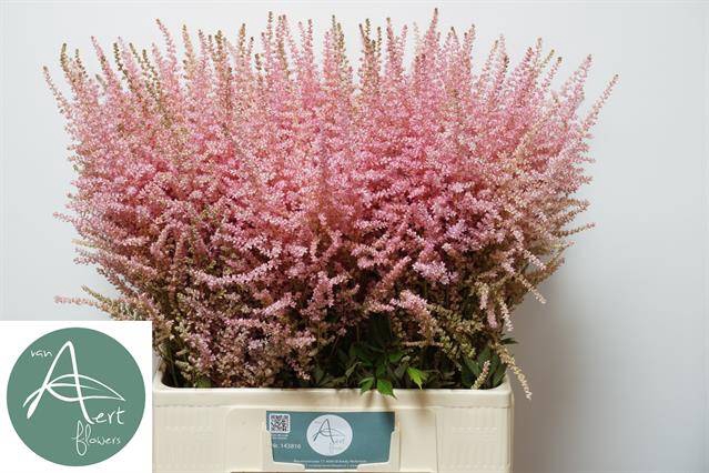 <h4>Astilbe erica</h4>