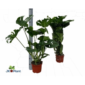 MONSTERA DELICIOSA