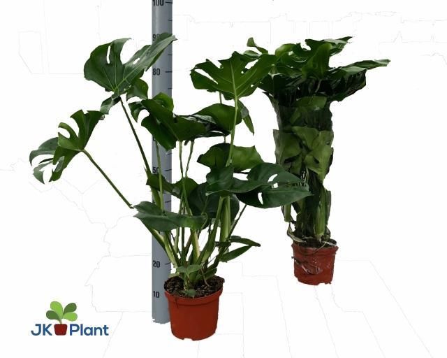 <h4>MONSTERA DELICIOSA</h4>