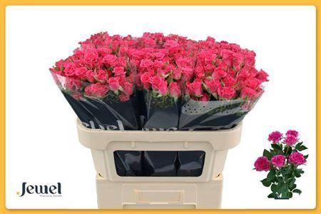 <h4>R Tr Lianne</h4>