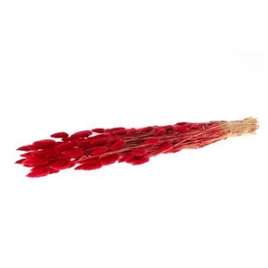 Dried Lagurus Red Bunch