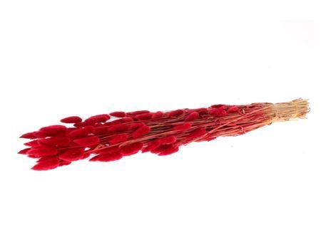 <h4>Dried Lagurus Red Bunch</h4>