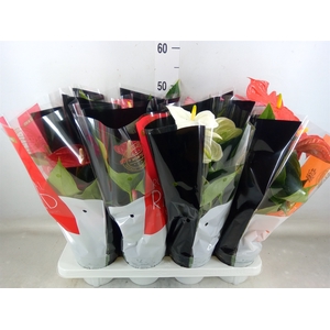 Anthurium   ...mix